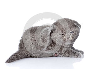 British shorthair kitten scratching. on white backgroun