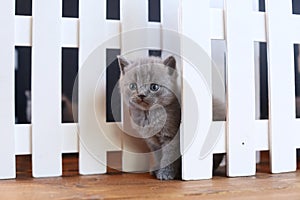 British Shorthair kitten seen among white wooden fence