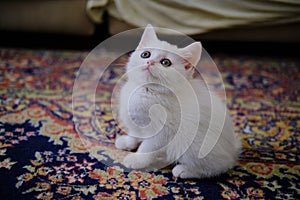 British Shorthair kitten of silver color.
