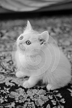 British Shorthair kitten of silver color.