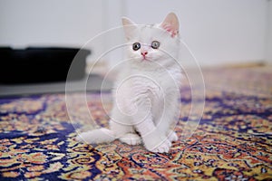 British Shorthair kitten of silver color.