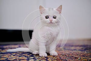 British Shorthair kitten of silver color.