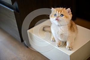 British Shorthair kitten sitting on a box placed on the floor, high view sees golden cat sitting and looking up, cute young kitten