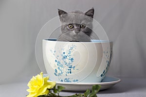 British shorthair kitten sitting inside cups on gray background