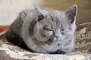 British Shorthair kitten is sleeping on the bad