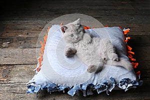 Británico de pelo corto gatito durmiendo sobre el almohada 