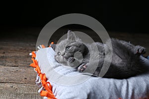 Británico de pelo corto gatito durmiendo sobre el almohada 