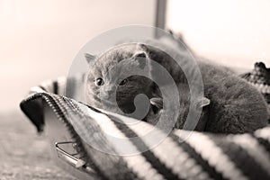 British Shorthair kitten in a suitcase photo