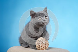 British shorthair kitten