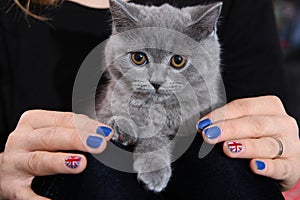 British Shorthair kitten and Union Jack flag