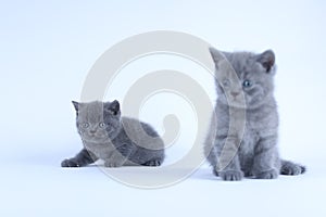 British Shorthair kitten, white  background