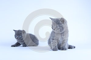 British Shorthair kitten, white  background