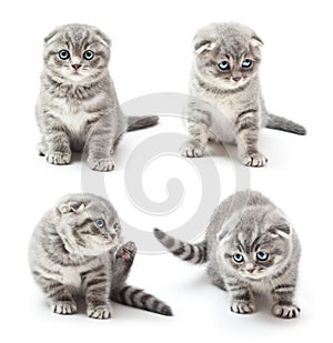 British Shorthair kitten