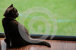 British Shorthair Kitten at Window