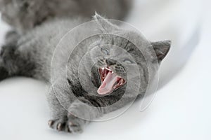 British Shorthair kitten yawning, white background