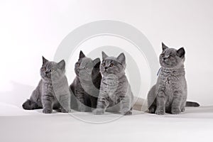 British Shorthair kittens