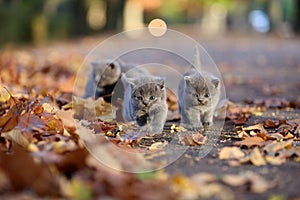 British Shorthair kittens among autumn leaves