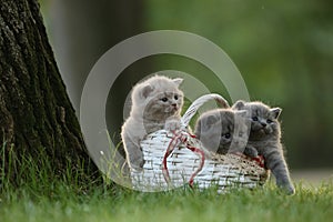 British Shorthair kittens in a basket in the grass, portrait