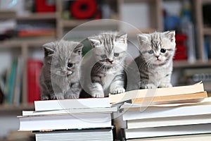 British Shorthair kittens and books