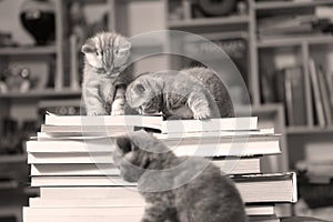 British Shorthair kittens and books