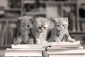 British Shorthair kittens and books