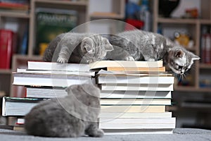 British Shorthair kittens and books