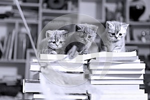 British Shorthair kittens and books