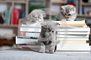 British Shorthair kittens and books