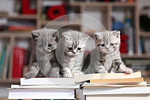 British Shorthair kittens and books