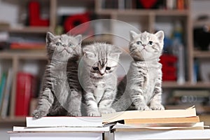 British Shorthair kittens and books