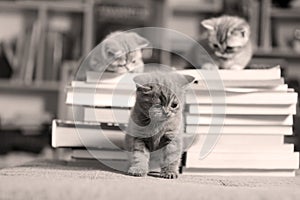 British Shorthair kittens and books