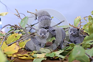 British Shorthair kittens among branches