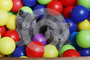 British Shorthair kittens among coloured balls