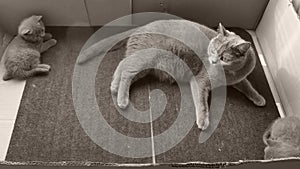 British Shorthair kittens fighting on the doormat