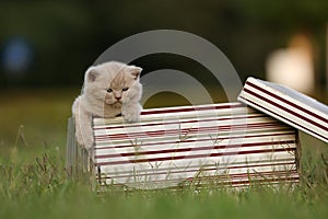 British Shorthair kittens in a gift box in the grass, portrait