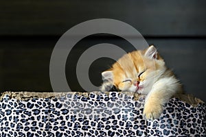 British Shorthair kittens The golden pose is cute and sleepy, the cat is sleeping in a box with a leopard pattern