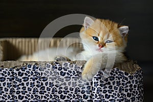 British Shorthair kittens The golden pose is cute and sleepy, the cat is sleeping in a box with a leopard pattern.