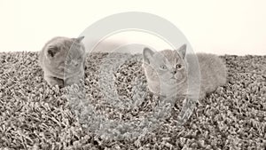 British Shorthair kittens having some rest on a soft carpet