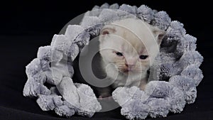 British Shorthair kittens hiding in a soft cloth