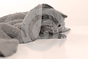 British Shorthair kittens hiding under a towel, white background