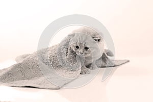 British Shorthair kittens hiding under a towel, white background