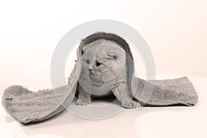 British Shorthair kittens hiding under a towel, white background