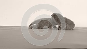 British Shorthair kittens lying on a grey background, copy space