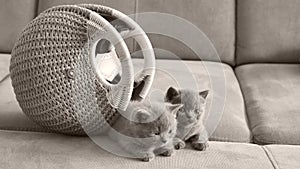 British Shorthair kittens lying on the sofa inside a women bag