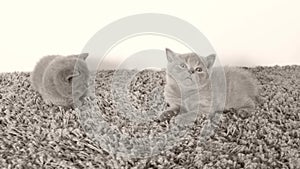 British Shorthair kittens lying on a soft carpet