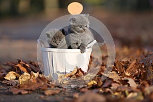 British Shorthair kittens meow among leaves