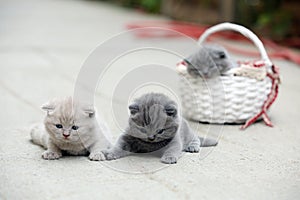 British Shorthair kittens meow outdoors