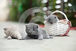 British Shorthair kittens meow outdoors