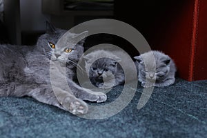 British Shorthair kittens and mom cat sitting on the carpet