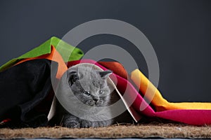 Small kittens covered with a multi color clothes, copy space